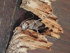 Trichoferus holosericeus