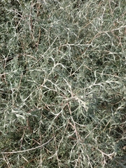 Petrosimonia triandra