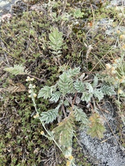 Potentilla sericea