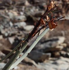 Adenolobus garipensis