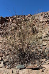 Adenolobus garipensis