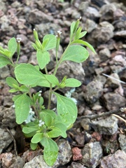 Stevia micrantha