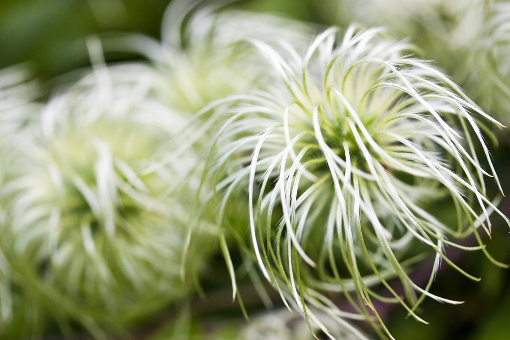 Pipestem clematis (New Year, New Growth at Arastradero Preserve ...