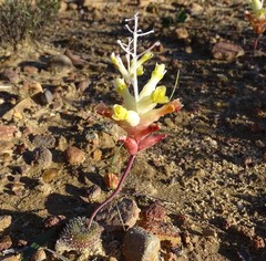 Lachenalia trichophylla