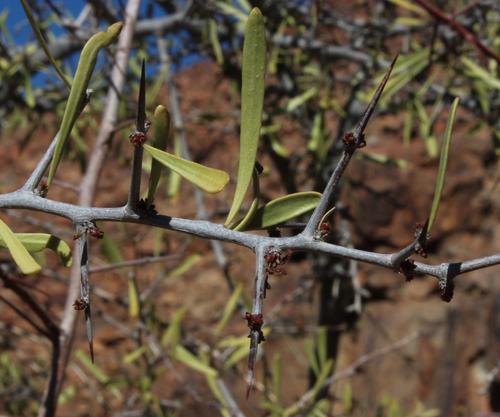Gariep Spikethorn (Gymnosporia gariepensis)