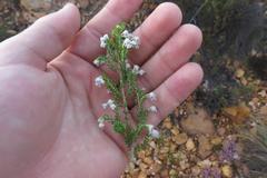 Erica glomiflora glomiflora