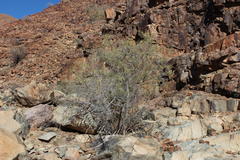 Gymnosporia gariepensis