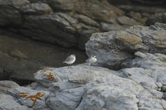 Charadrius marginatus marginatus