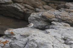 Charadrius marginatus marginatus