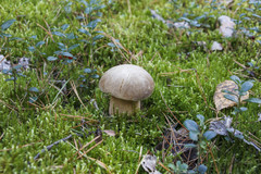 Boletus pinophilus
