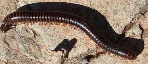 Harpagophora arida