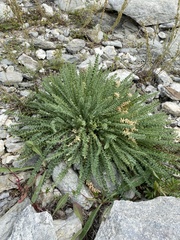 Oxytropis microphylla