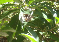 Papilio dardanus cenea