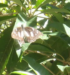 Papilio dardanus cenea