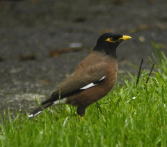 Acridotheres tristis