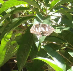 Papilio dardanus cenea