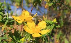 Hypericum revolutum revolutum
