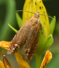 Lathronympha strigana