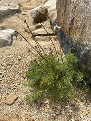 Pulsatilla tenuiloba