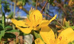 Hypericum revolutum revolutum