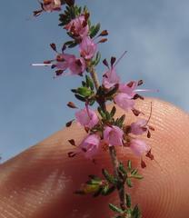 Erica brachycentra