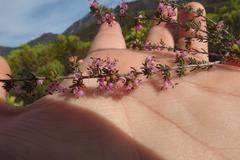 Erica brachycentra