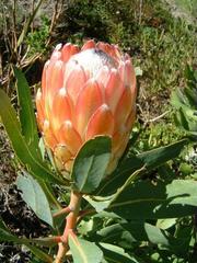Protea susannae