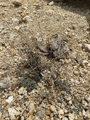 Odontarrhena obovata