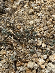 Odontarrhena obovata