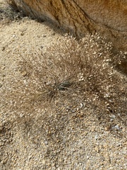 Odontarrhena obovata