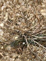 Odontarrhena obovata