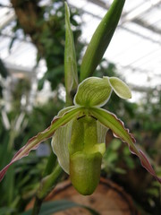 Phragmipedium longifolium