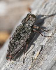 Chrysobothris dentipes