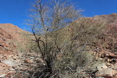 Adenolobus garipensis