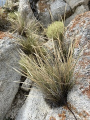 Stipa glareosa