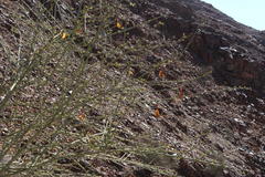 Adenolobus garipensis