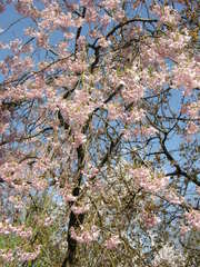 Prunus