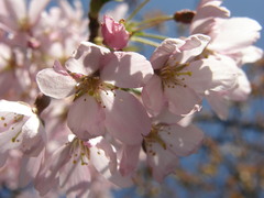 Prunus