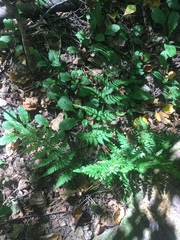 Dryopteris carthusiana