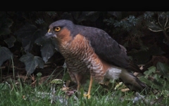 Accipiter nisus