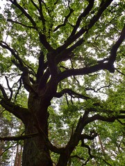 Quercus