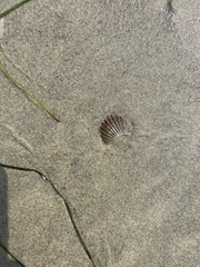 Argopecten ventricosus