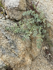 Phlojodicarpus sibiricus