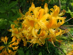 Rhododendron