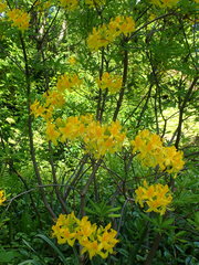 Rhododendron