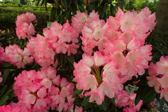 Rhododendron