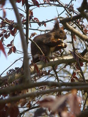 Sciurus vulgaris