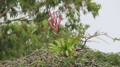 Tillandsia lucida