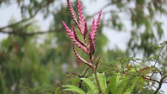 Tillandsia lucida