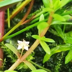 Crassula helmsii